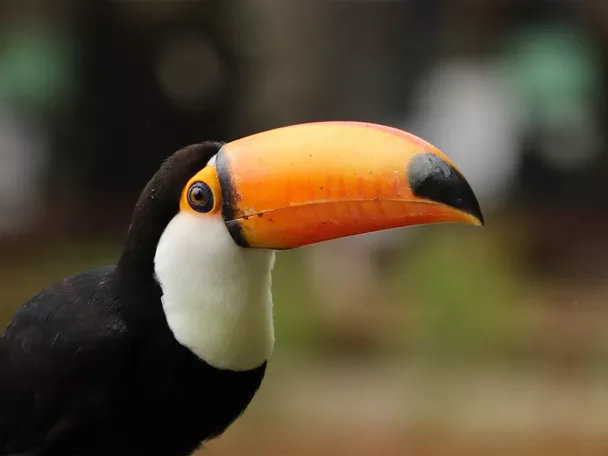 Dual Pixel CMOS AF II z AI