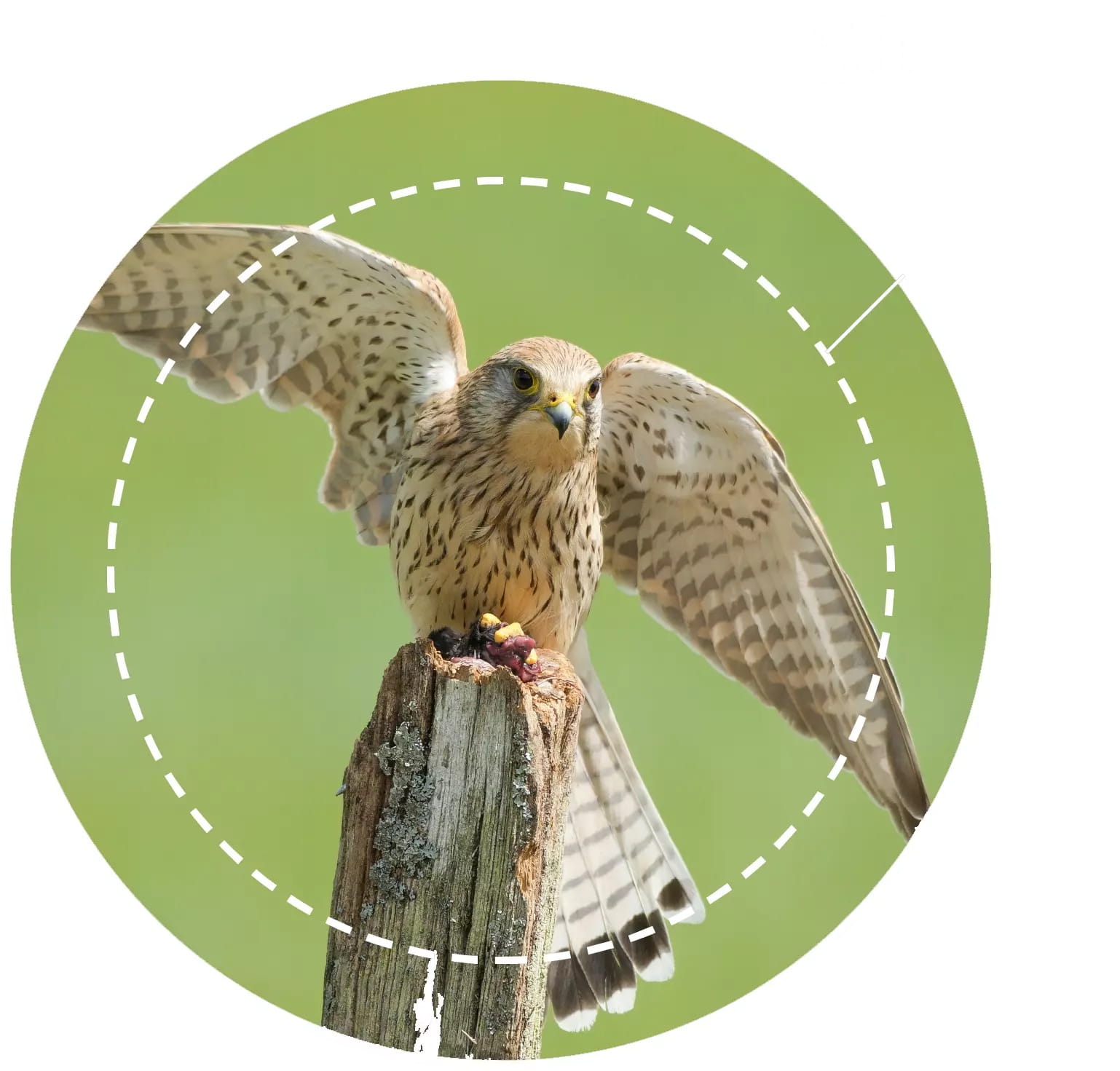 Nikon ACTION ZOOM 10-22x50 – wygodna obsługa