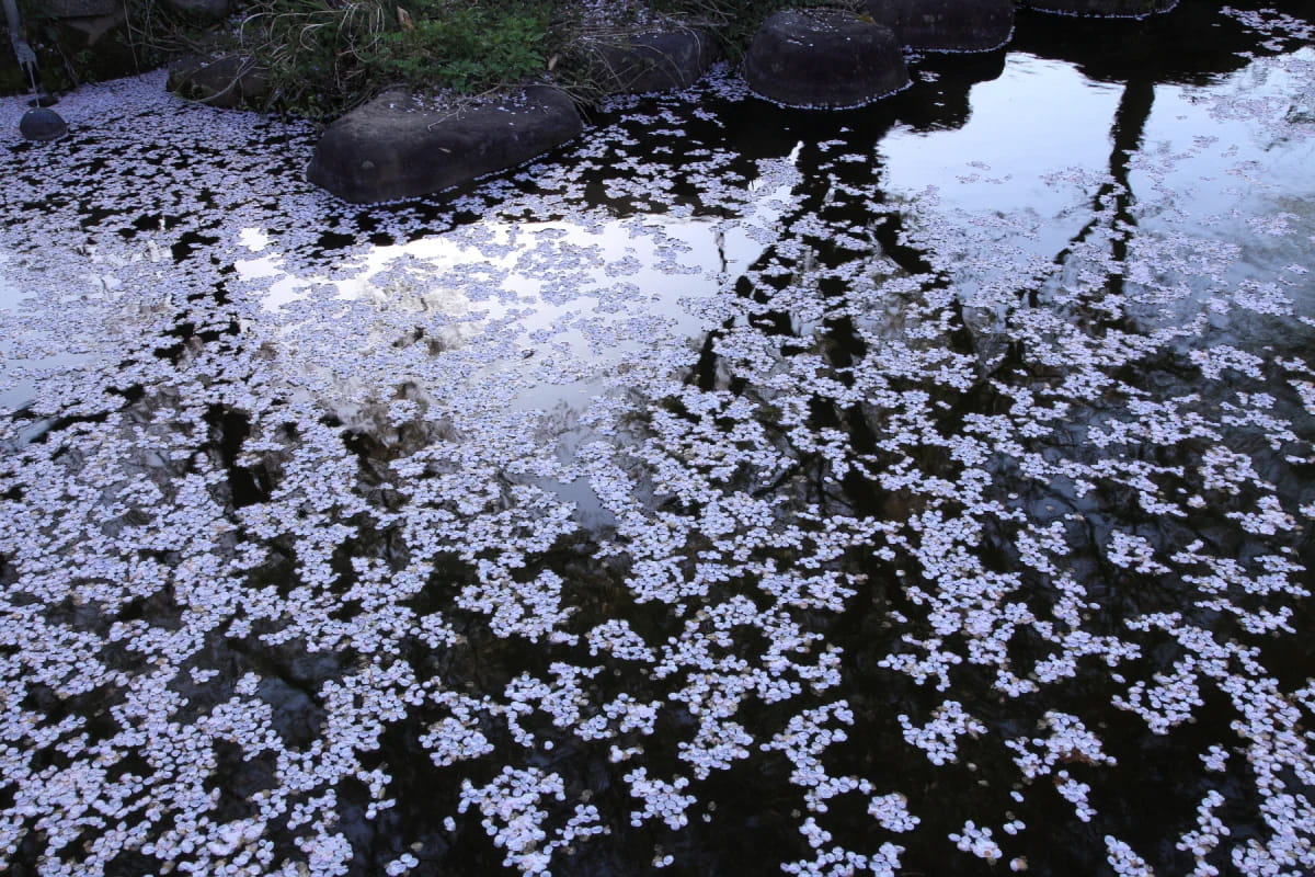 Zdjęcie wykonane bez filtra