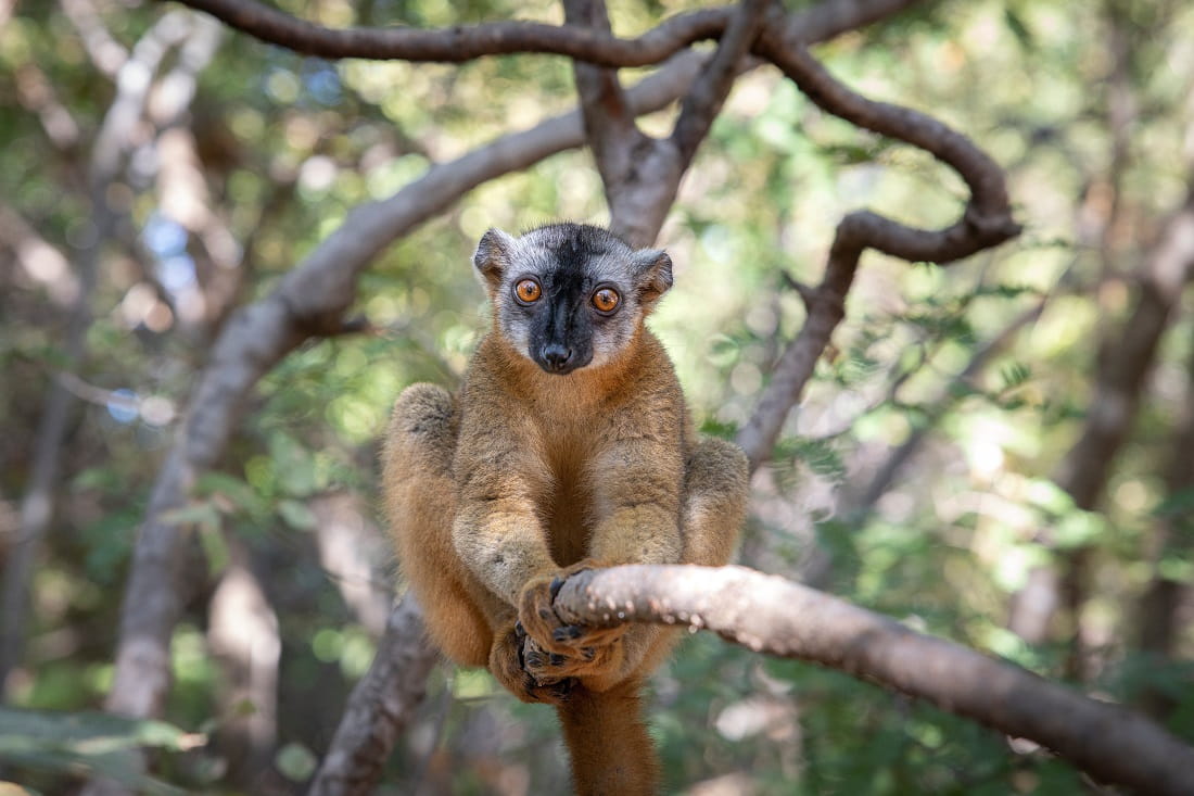 Canon RF 24-70mm – autofokus Nano USM