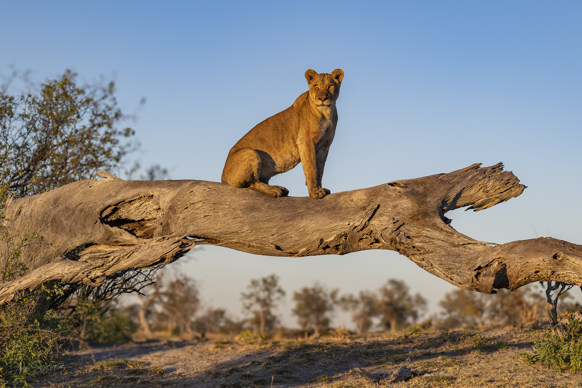 Fot 1. Lwica na obalonym drzewie o wschodzie słońca, Linyanti, Botswana. Nikon Z8 z 70-200/2.8 VR S przy 102 mm, 1/1250 sec przy f5, ISO280, EV -0.33.