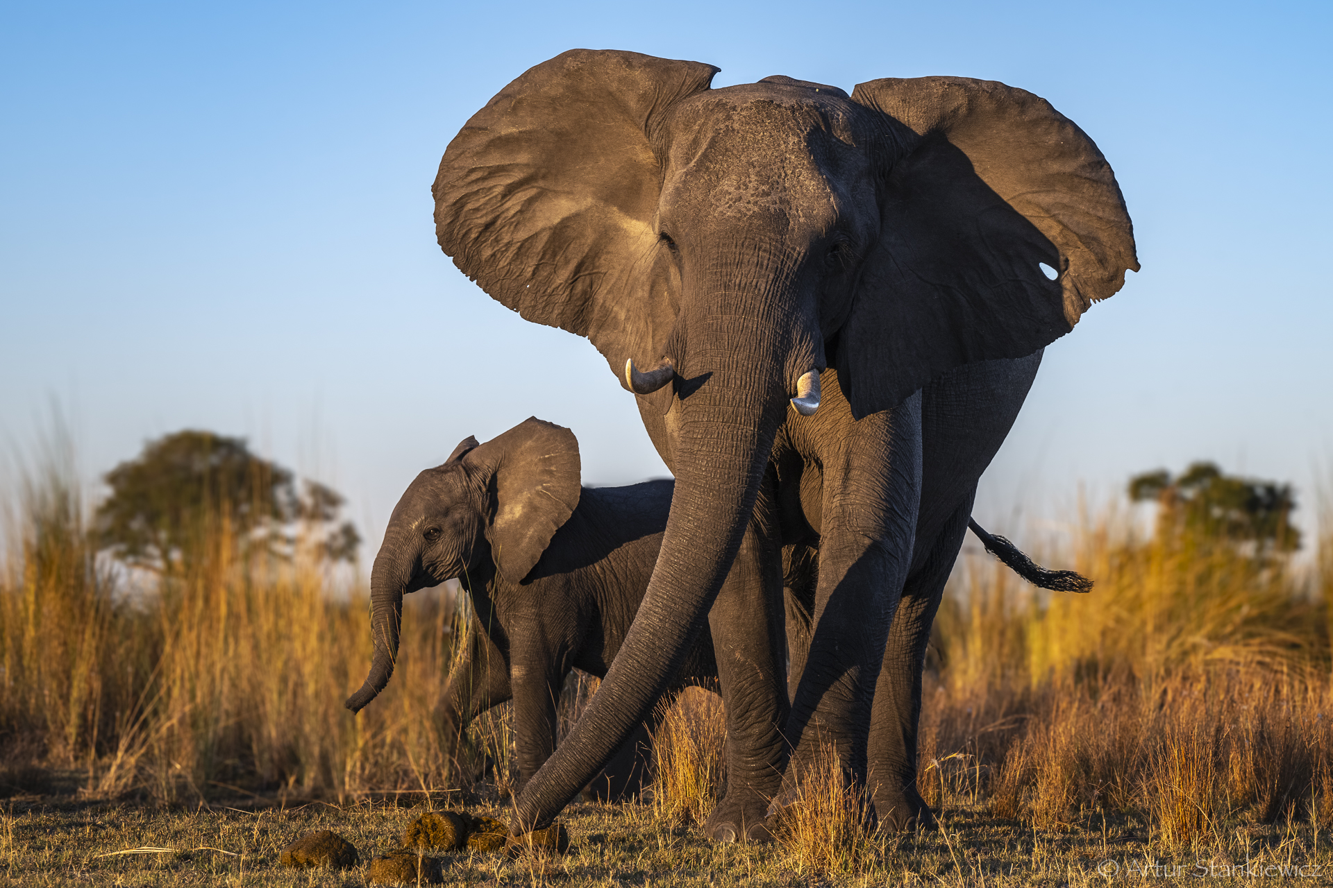 Fot 2. Słonie o zachodzie słońca, Linyanti, Botswana. Nikon Z8 z 70-200/2.8 VR S przy 102 mm, 1/1000 sec przy f7.1, ISO560, EV -0.33.