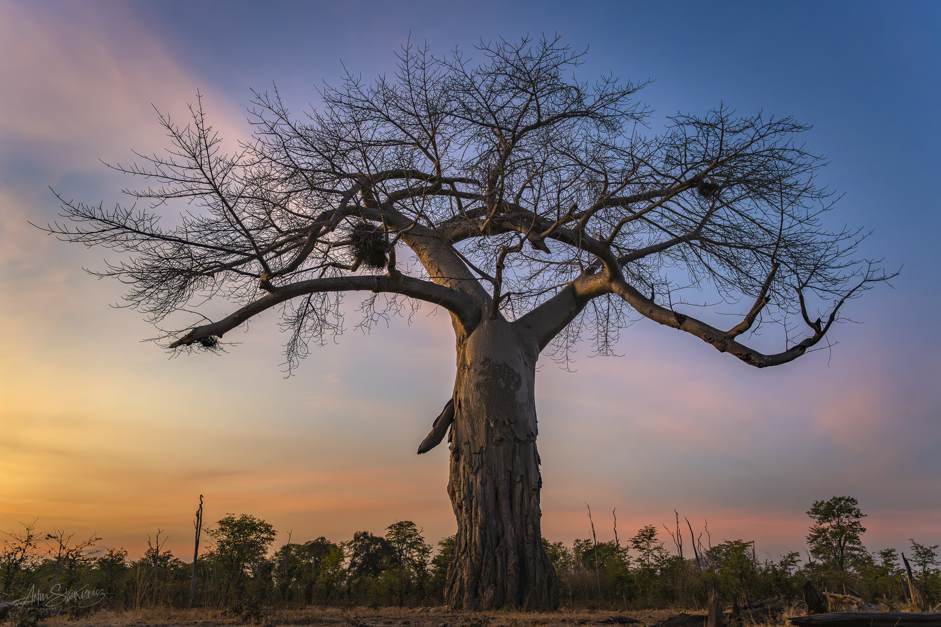 Fot 4. Baobab o zachodzie słońca, Południowa Luangwa, Zambia. Nikon Z8 z 24-120/4 S przy 27 mm, 1/250 sec przy f5, ISO1800, EV -1.