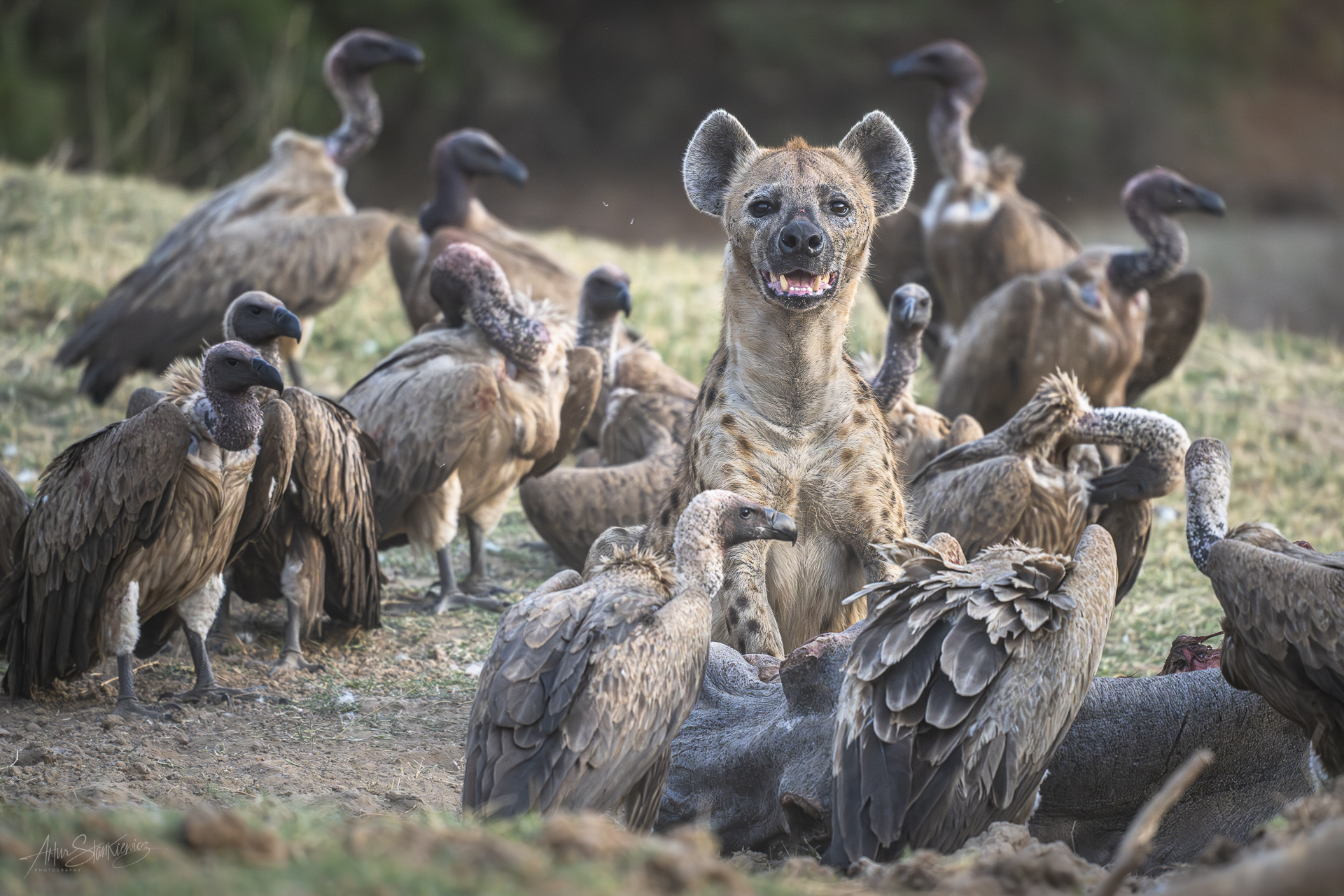 Fot 5. Padlinożercy po zachodzie słońca, Południowa Luangwa, Zambia. Nikon Z8 z 180-400/4 TC1.4 VR przy 460 mm przez FTZ, 1/500 sec przy f5.6, ISO5000, EV -0.33.