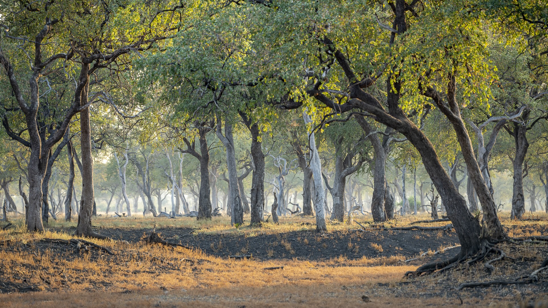 Fot 6. Las drzew Combretum imberbe (ang. Leadwood, Pół. Wawra) o poranku, Południowa Luangwa, Zambia. Nikon Z8 z 180-400/4 TC1.4 VR przy 240 mm przez FTZ, 1/800 sec przy f4, ISO800.