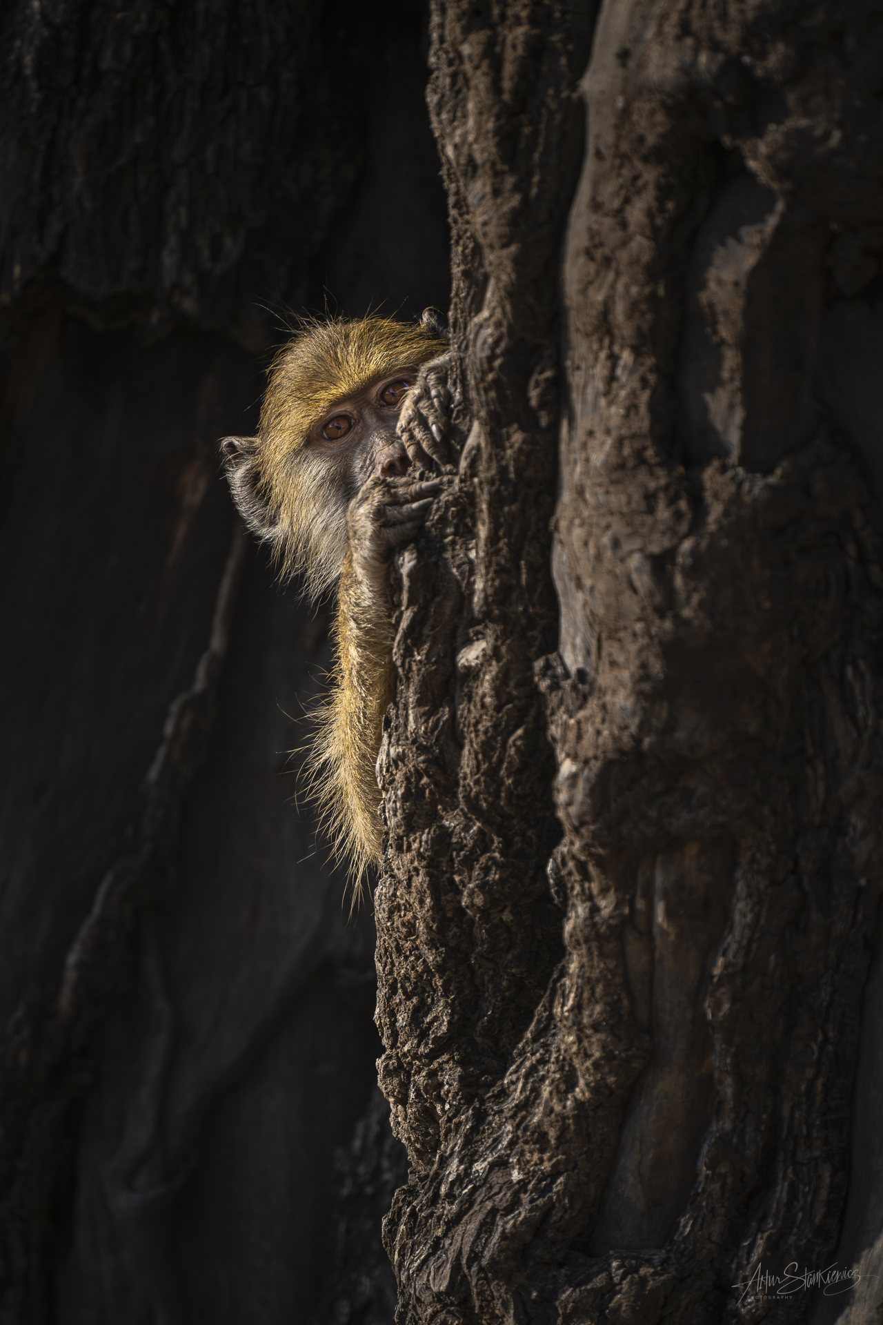 Fot 8. Ciekawski pawian żółty w samo południe, Południowa Luangwa, Zambia. Nikon Z8 z 180-400/4 TC1.4 VR przy 560 mm przez FTZ, 1/1250 sec przy f5.6, ISO320, EV -1.33.