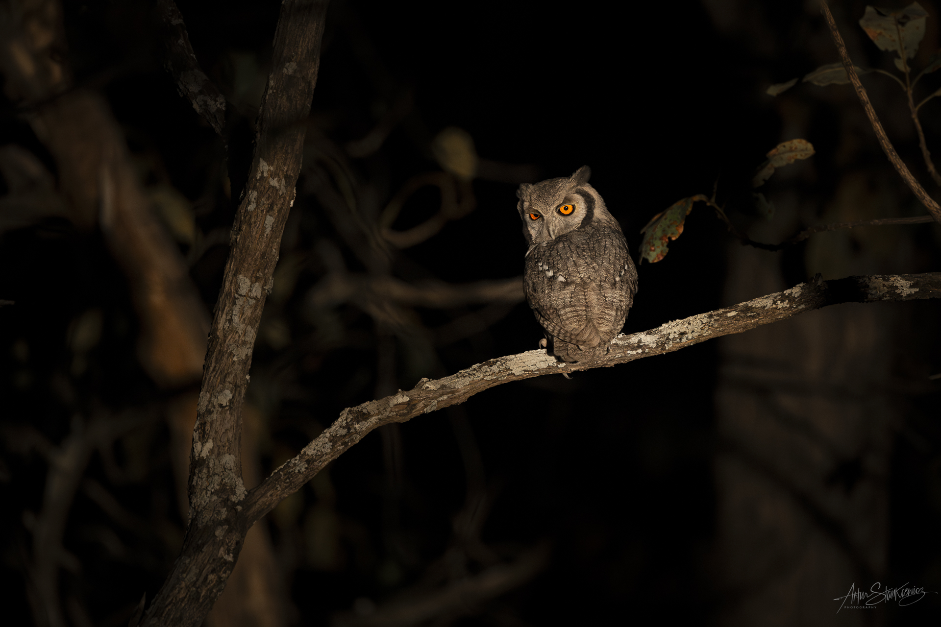 Fot 9. Szlarogłówka południowa (Ptilopsis granti) fotografowana w świetle niskoemitującej lampy, Południowa Luangwa, Zambia. Nikon Z8 z 180-400/4 TC1.4 VR przy 550 mm przez FTZ, 1/125 sec przy f5.6, ISO6400, EV -0.67.