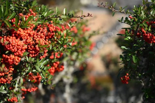 NIKKOR Z 70-200mm f/2.8 VR S II – filmowanie