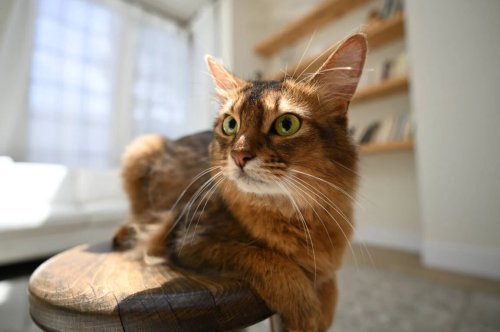 Nikon Z fc – zestaw sprzedażowy