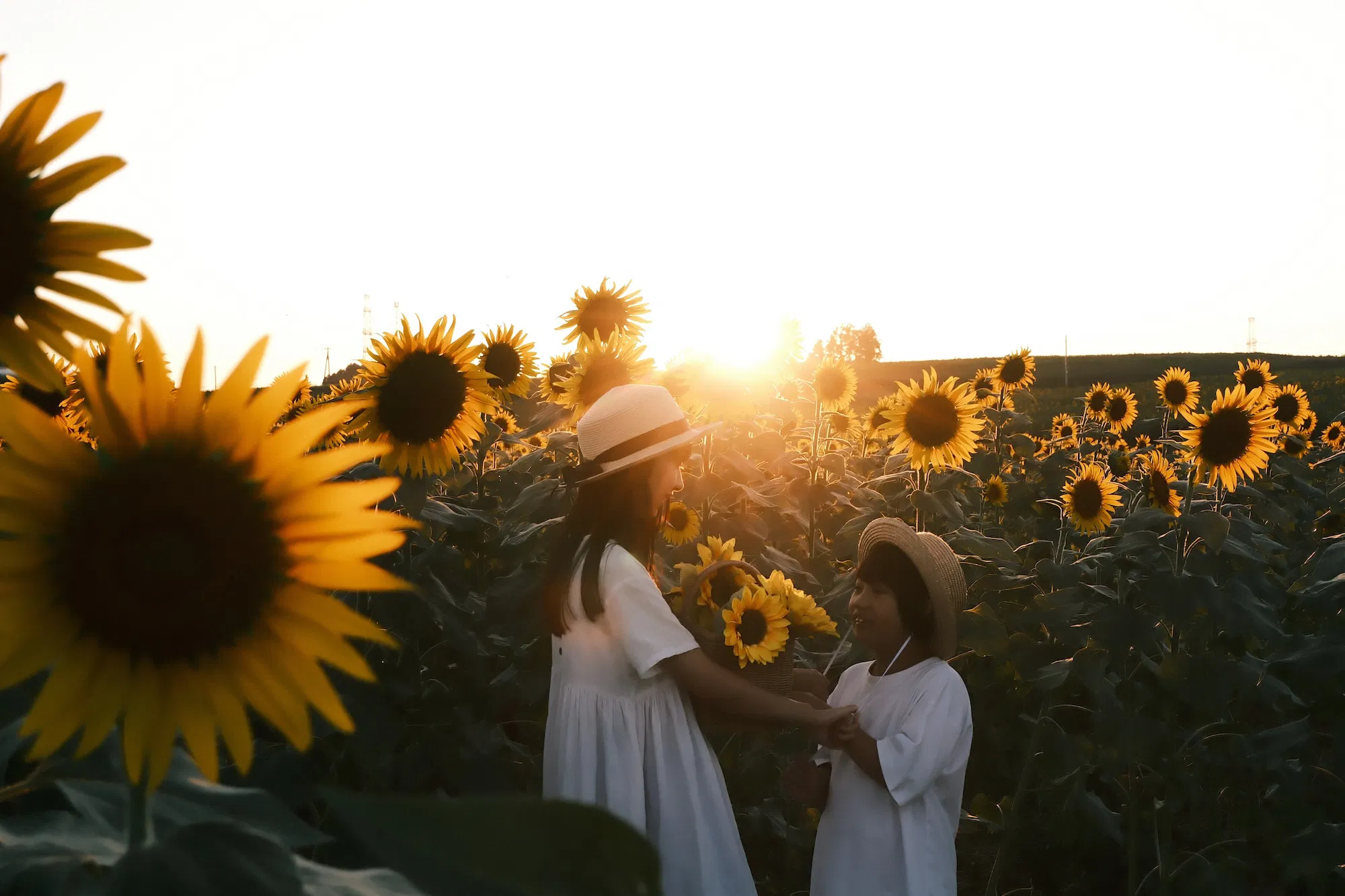 Makrofotografia na wyciągnięcie ręki
