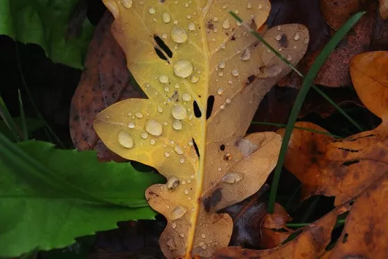 Silnik STM – cicho i precyzyjnie