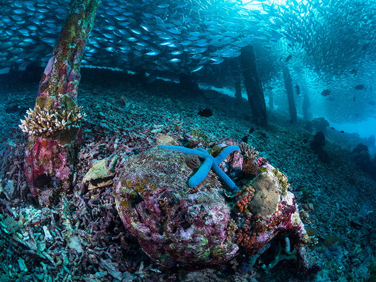 Makro z minimalnej odległości 2,5 cm Makro z minimalnej odległości 2,5 cm