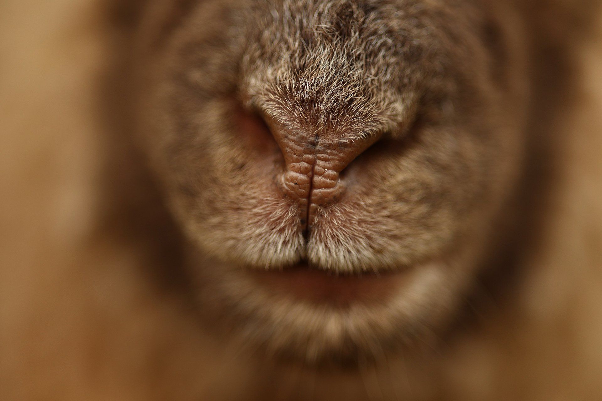 Idealny do zdjęć i filmów